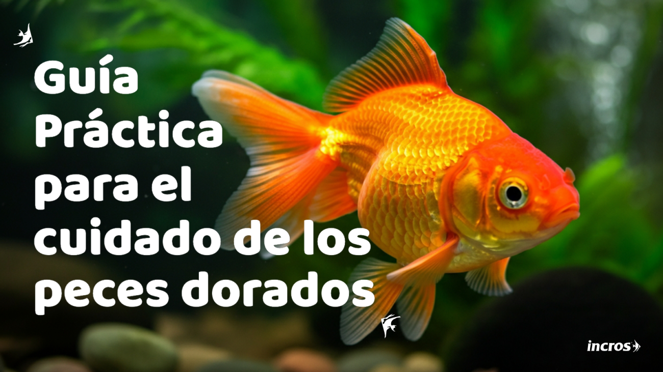 Pez dorado (Goldfish) nadando en acuario - Portada Guía de Cuidados Básicos
