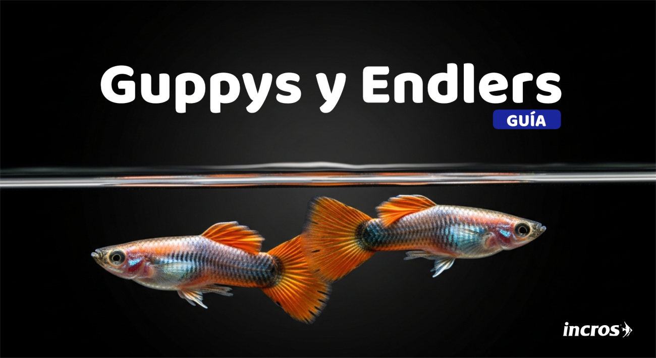 Guía completa sobre peces Guppys y Endlers para acuario - Portada Blog Incros